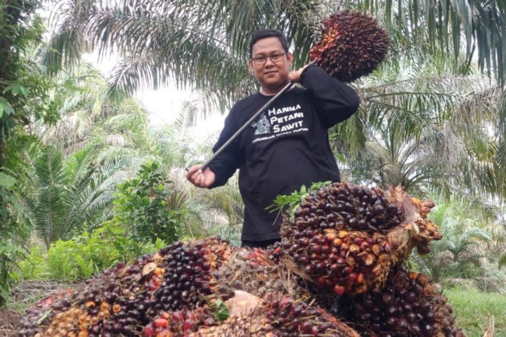 Harga TBS Sawit Mitra Swadaya Riau Kembali Naik Tembus Rp 3.487 per Kg