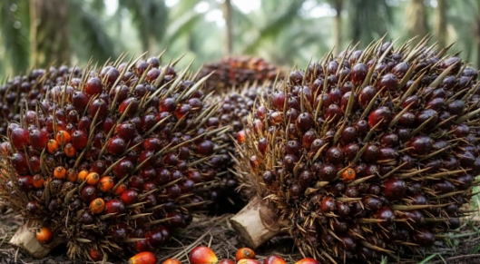 Rekor Baru! Harga Sawit Swadaya Riau Tembus Rp3.967/Kg, Nyaris Sentuh Rp4.000