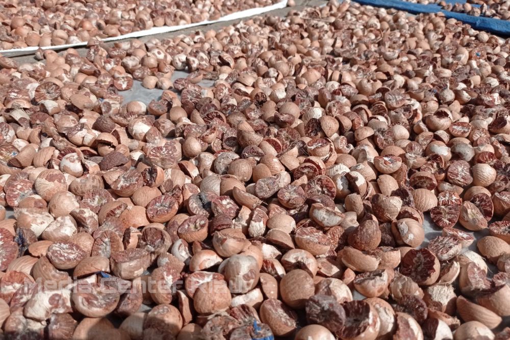 Turun Lagi, Harga Pinang Kering di Riau Jadi Rp6.140per Kg