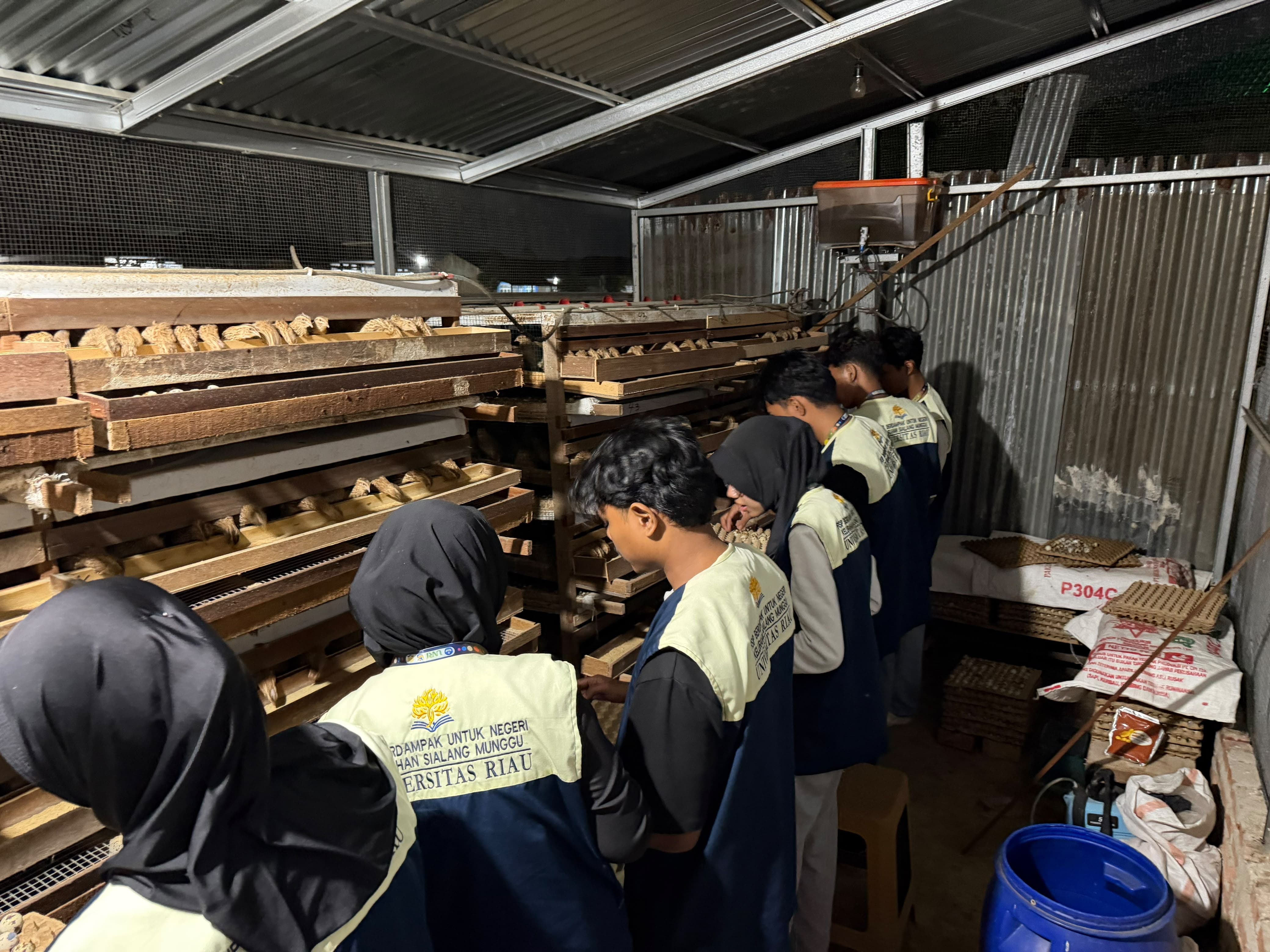 Hangat Telur Puyuh dan Asa Ketahanan Pangan di Tepi Pekanbaru